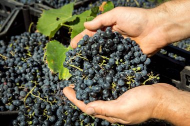 Üzüm hasadı. Şarap üzümleri kutularda toplanır. Şarap üreticisi üzümlerin hazır olup olmadığını kontrol eder. Sonbahar, üzüm hasadı ve şarap yapma zamanıdır..