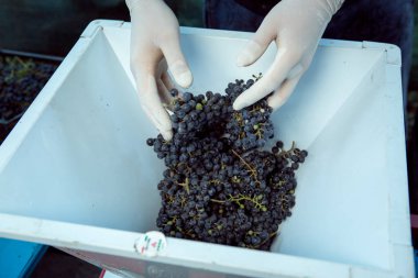 Şarap hasadı. Şarap üreticisi toplanan paketleri bir el öğütücüsüne koyar. Sonbahar, üzüm hasadı ve şarap yapma zamanıdır..