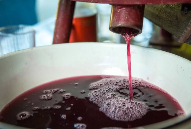 Şarap hasadı. Kapta taze sıkılmış üzüm suyu var. Sonbahar, üzüm hasadı ve şarap yapma zamanıdır..