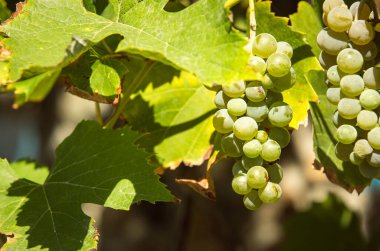 Şarap hasadı. Batan güneşin ışınlarında bir demet beyaz üzüm. Sonbahar, üzüm hasadı ve şarap yapma zamanıdır..