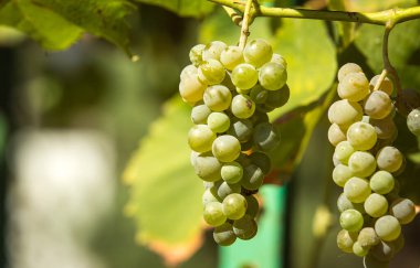 Şarap hasadı. Batan güneşin ışınlarında bir demet beyaz üzüm. Sonbahar, üzüm hasadı ve şarap yapma zamanıdır..