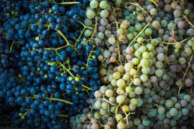 Üzüm hasadı. Bir demet koyu ve açık renkli taze toplanmış üzüm. Sonbahar, üzüm hasadı ve şarap yapma zamanıdır..