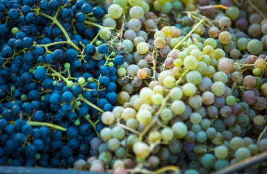 Üzüm hasadı. Bir demet koyu ve açık renkli taze toplanmış üzüm. Sonbahar, üzüm hasadı ve şarap yapma zamanıdır..