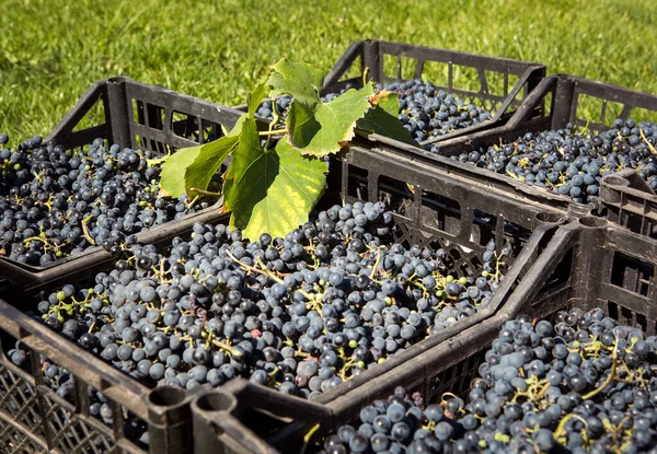 Grape harvest. Wine grapes are collected in boxes. Autumn is the time of grape harvest and wine making.