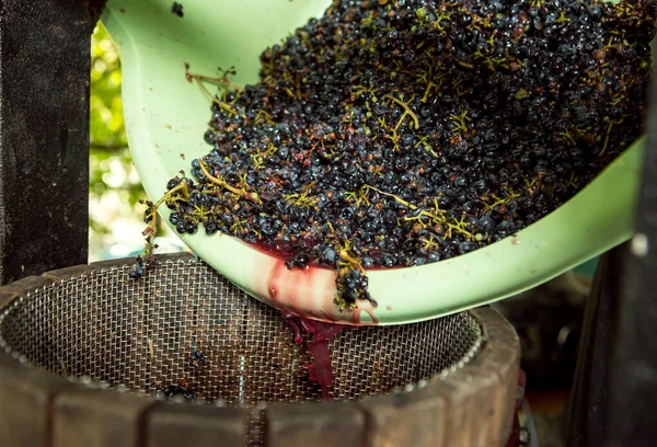 Vendemmia Uve Lavorate Frantoio Vengono Messe Una Pressa Separare Succo — Foto Stock