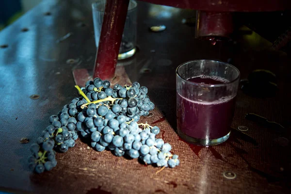 Wine harvest. Grape juice obtained from the pressing process. Freshly squeezed grape juice in a glass. Autumn is the time of grape harvest and wine making.