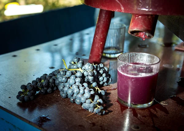 Wine harvest. Grape juice obtained from the pressing process. Freshly squeezed grape juice in a glass. Autumn is the time of grape harvest and wine making.