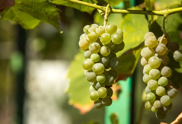 Урожай Вина Куски Белого Винограда Лучах Заходящего Солнца Осень Время — стоковое фото