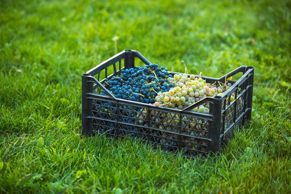 Grape harvest. Bunches of dark and light freshly harvested grapes are collected in a box. Container with grapes on a green lawn. Autumn is the time for grape harvest and winemaking.