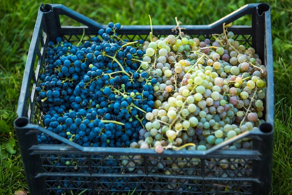 Grape harvest. Bunches of dark and light freshly harvested grapes are collected in a box. Container with grapes on a green lawn. Autumn is the time for grape harvest and winemaking.