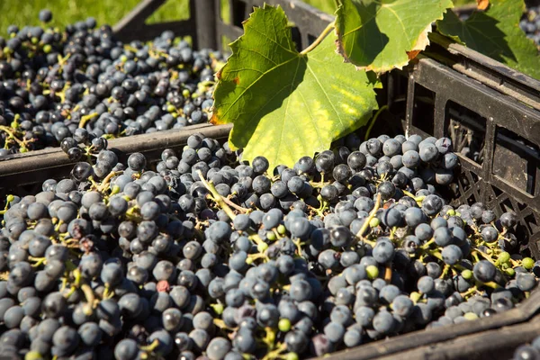 Grape harvest. Wine grapes are collected in boxes. Autumn is the time of grape harvest and wine making.