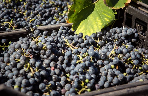 Grape harvest. Wine grapes are collected in boxes. Autumn is the time of grape harvest and wine making.