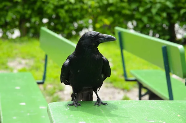 Ravens Nel Parco Inglese Monaco Parco Più Grande Parco Monaco — Foto Stock