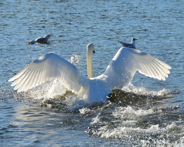 Cisnes Parque Palácio Nymphenburg Dia Claro Munique Baviera Alemanha — Fotografia de Stock