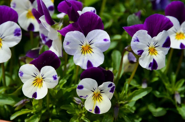 Blooming Pansies Park Linderhof Castle Bavaria Spring — Stock Photo, Image