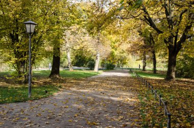 İngiliz parkında yürüyüş yolu. Münih 'te bir sürü park var. İngiliz parkı en güzelidir..