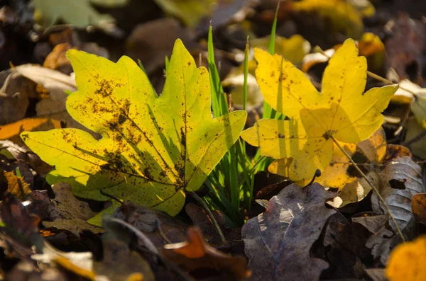 Nahaufnahme Von Herbstblättern Herbst Wird Das Laub Leuchtenden Farben Gestrichen — Stockfoto