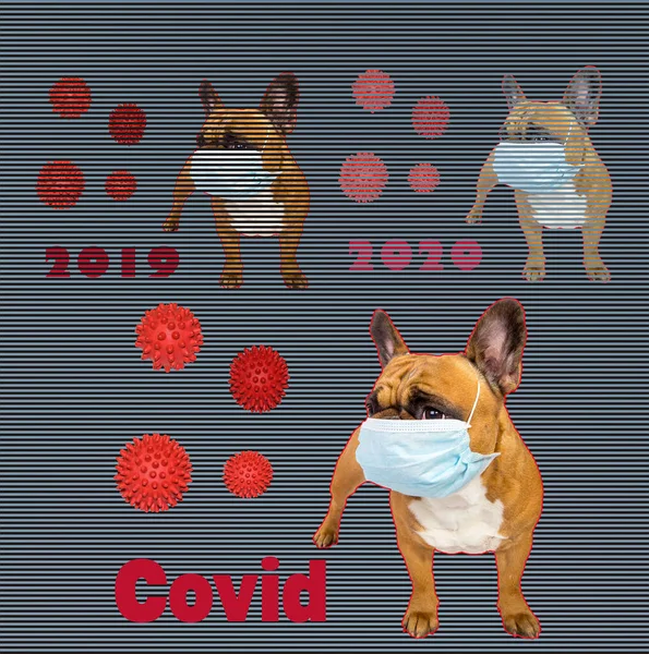 Emotionen Einer Französischen Bulldogge Einer Maske Während Der Quarantäne Coronavirus — Stockfoto
