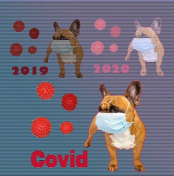 Emotionen Einer Französischen Bulldogge Einer Maske Während Der Quarantäne Coronavirus — Stockfoto