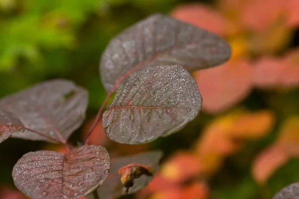 Caduta Foglie Luminose Multicolori Fondo Naturale Giallo Rosso Goccioline Ross — Foto Stock