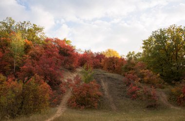 Sonbahar ormanı. Ağaçlar sarı ve kırmızıya boyandı. Tipik sonbahar manzarası.