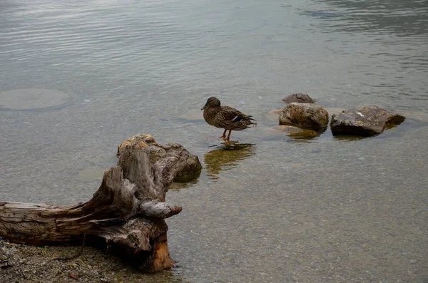 Berchtesgaden Βαυαρία Γερμανία 2013 Royal Lake Konigssee Clean Germany Υπάρχουν — Φωτογραφία Αρχείου