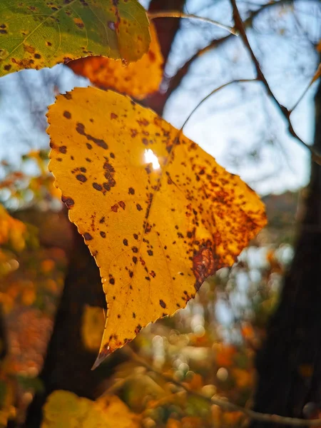 在一片黄色的秋叶上 闪烁着灿烂的阳光 树上的叶子变成了黄色 — 图库照片