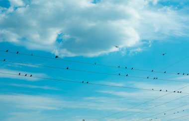 Kuşlar. Bulutlu ve mavi gökyüzü arkaplanlı elektrik kablolarındaki kargalar.