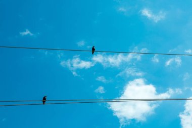 Kuşlar. Bulutlu ve mavi gökyüzü arkaplanlı elektrik kablolarındaki kargalar.