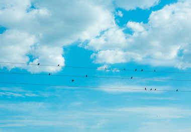 Kuşlar. Bulutlu ve mavi gökyüzü arkaplanlı elektrik kablolarındaki kargalar.