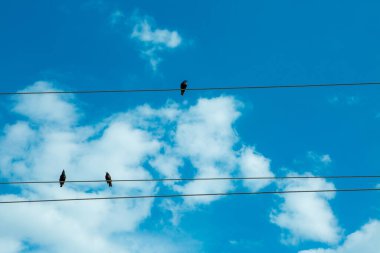 Kuşlar. Bulutlu ve mavi gökyüzü arkaplanlı elektrik kablolarındaki kargalar.