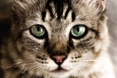 Картина, постер, плакат, фотообои "close up portrait of beautiful green eyes cat", артикул 200795948