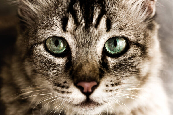 Close up portrait of beautiful green eyes cat