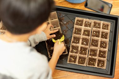 Küçük çocuk sarı bir kürek ile bir tepsi içinde tohum ekimi toprak holding.
