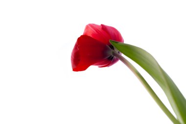 Beyaz arka plan üzerinde izole güzel kırmızı lale.
