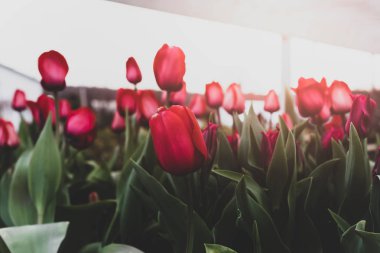 Sinematik kavramsal Lale güneş ışığı ile bahçede çiçek açan çiçek.