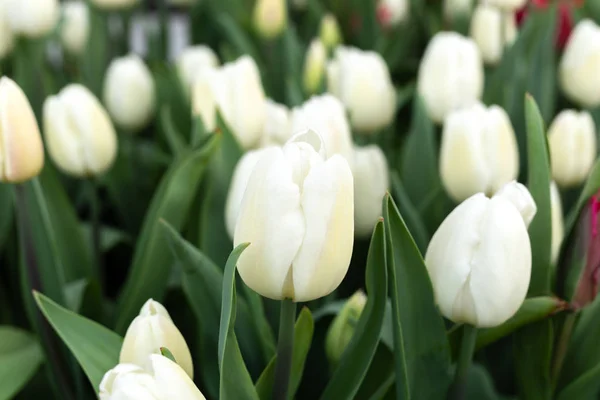 Bunga tulip putih yang indah di taman dengan sinar matahari . — Stok Foto