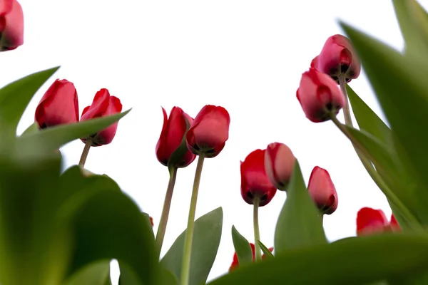 Indah tulip merah di taman terisolasi pada latar belakang putih . — Stok Foto