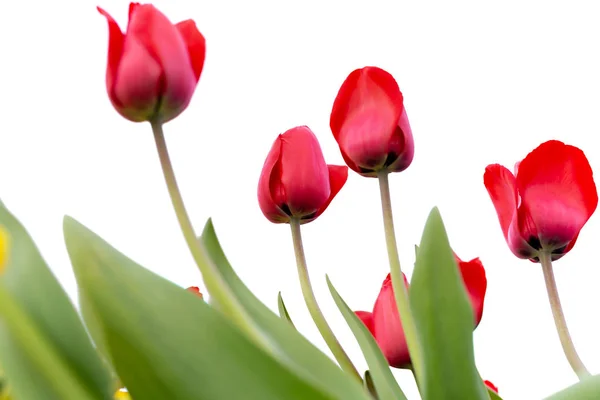 Indah tulip merah di taman terisolasi pada latar belakang putih . — Stok Foto