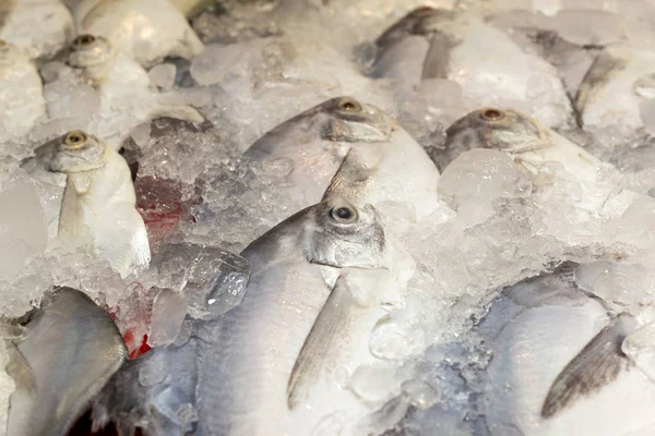 Fresh pomfret fish in ice tank at seafood market. — Stock Photo, Image
