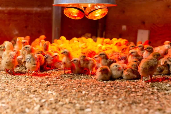 Shot in low light Group of little chicken in warm light in incubator.