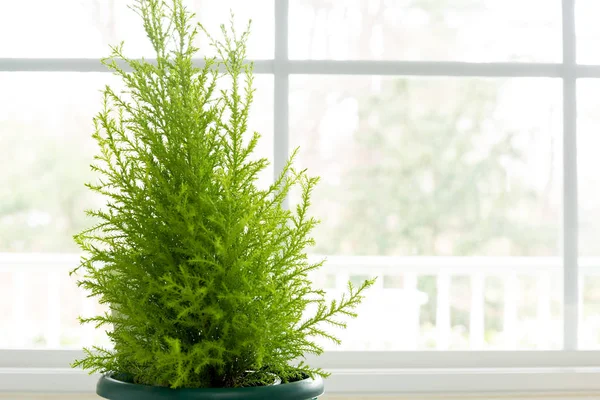 Lemon Cypress planta em vaso verde ao lado da janela . — Fotografia de Stock
