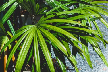 Bayan palm Garden doğa yaprak yeşil arka plan.