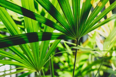 Bayan palm Garden doğa yaprak yeşil arka plan.