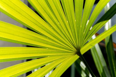 Bayan palm Garden doğa yaprak yeşil arka plan.