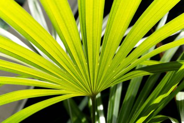 Bayan palm Garden doğa yaprak yeşil arka plan.