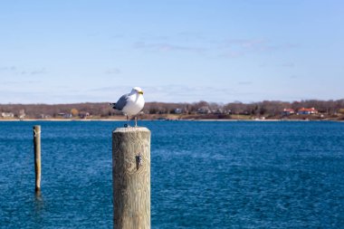 Martı ayakta mavi gökyüzü göl kenarındaki ahşap yayında.