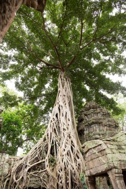 Siem Reap, Camb Ta Prohm Tapınağı dev ağaç kökleri ile kaplı