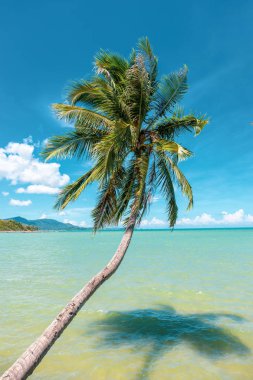 Hindistan cevizi ağacı okyanus mavi gökyüzünde koh samui Adası Tayland karşı üzerinde