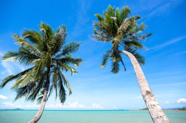 Hindistan cevizi ağacı okyanus mavi gökyüzünde koh samui Adası Tayland karşı üzerinde